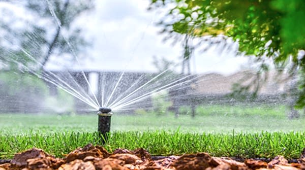 Automatic watering nozzle watering green juicy grass.